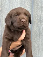 Scout's Chocolate Male-orange collar, a male Labrador Retriever for sale in Hutchinson, KS – 2 of 4