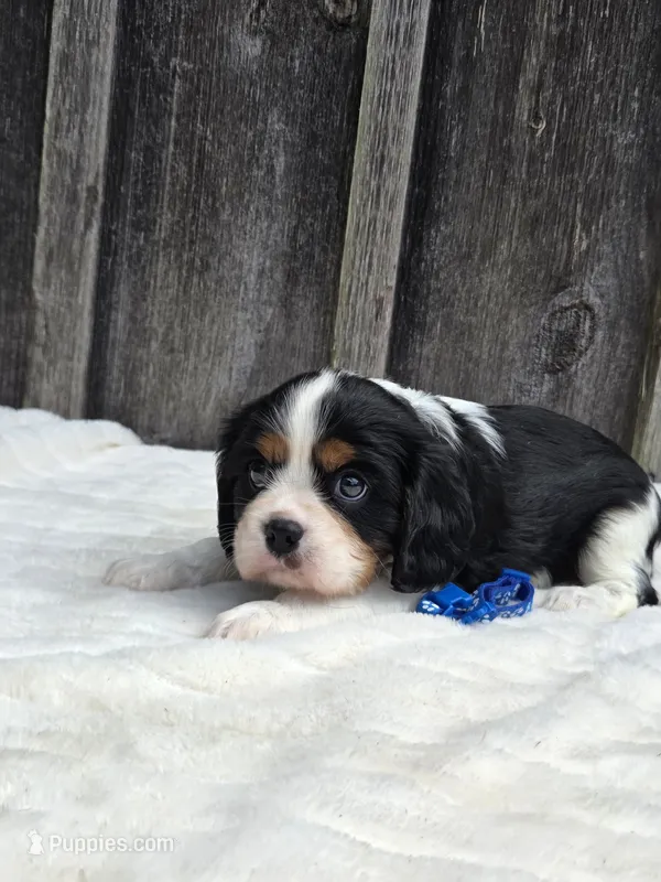 Jasper – Cavalier King Charles Spaniel puppy for sale in Preston, MD