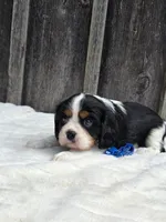 Jasper, a male Cavalier King Charles Spaniel for sale in Preston, MD – 1 of 6
