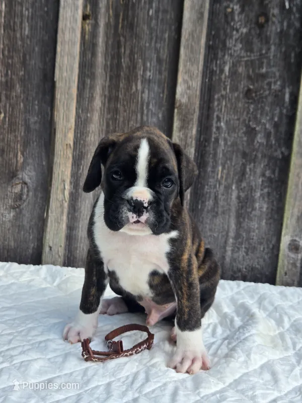 Jack – Boxer puppy for sale in Preston, MD