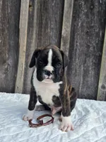 Jack, a male Boxer for sale in Preston, MD – 1 of 8