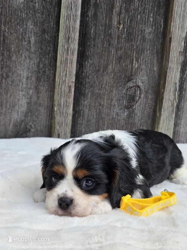 Honey – Cavalier King Charles Spaniel puppy for sale in Preston, MD