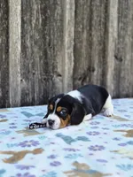 Duke, a male Beaglier for sale in Preston, MD – 6 of 6
