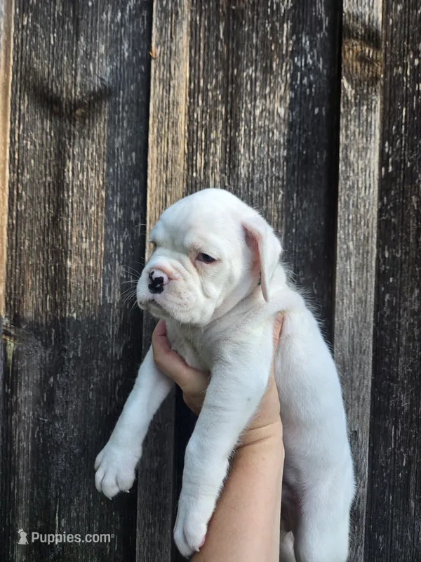 Zora – Boxer puppy for sale in Preston, MD