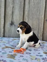 Poppy, a female Beaglier for sale in Preston, MD – 7 of 7