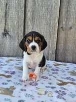 Poppy, a female Beaglier for sale in Preston, MD – 4 of 7