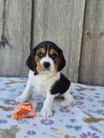 Poppy, a female Beaglier for sale in Preston, MD – 3 of 7