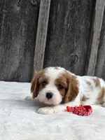 Oliver, a male Cavalier King Charles Spaniel for sale in Preston, MD – 1 of 5
