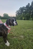 Max, a male Boxer for sale in Preston, MD – 5 of 7