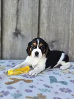 Sunny, a female Beaglier for sale in Preston, MD – 3 of 7