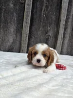 Oliver, a male Cavalier King Charles Spaniel for sale in Preston, MD – 3 of 5