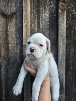 Zora, a female Boxer for sale in Preston, MD – 4 of 6