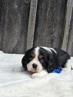 Jasper, a male Cavalier King Charles Spaniel for sale in Preston, MD – 6 of 6