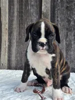Jack, a male Boxer for sale in Preston, MD – 3 of 8