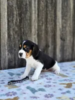 Duke, a male Beaglier for sale in Preston, MD – 4 of 6
