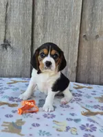 Poppy, a female Beaglier for sale in Preston, MD – 2 of 7