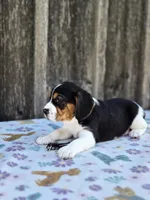 Duke, a male Beaglier for sale in Preston, MD – 3 of 6