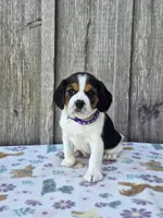 Bella, a female Beaglier for sale in Preston, MD – 3 of 6