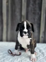 Jack, a male Boxer for sale in Preston, MD – 8 of 8