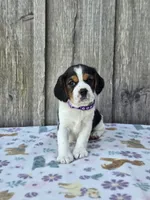 Bella, a female Beaglier for sale in Preston, MD – 1 of 6