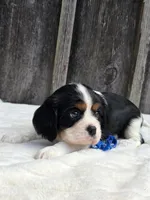 Jasper, a male Cavalier King Charles Spaniel for sale in Preston, MD – 2 of 6