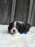 Jasper, a male Cavalier King Charles Spaniel for sale in Preston, MD – 3 of 6