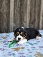 Chase, a male Beaglier for sale in Preston, MD – 6 of 7