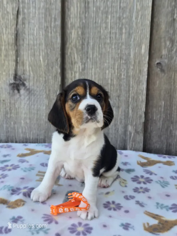 Poppy – Beaglier puppy for sale in Preston, MD