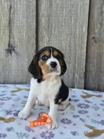 Poppy, a female Beaglier for sale in Preston, MD – 1 of 7