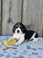 Sunny, a female Beaglier for sale in Preston, MD – 7 of 7