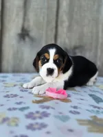 Lucy, a female Beaglier for sale in Preston, MD – 4 of 4