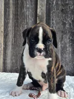 Jack, a male Boxer for sale in Preston, MD – 2 of 8