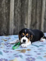 Chase, a male Beaglier for sale in Preston, MD – 7 of 7