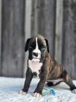 Max, a male Boxer for sale in Preston, MD – 2 of 7