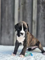 Max, a male Boxer for sale in Preston, MD – 3 of 7