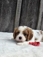Oliver, a male Cavalier King Charles Spaniel for sale in Preston, MD – 5 of 5