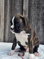 Jack, a male Boxer for sale in Preston, MD – 4 of 8
