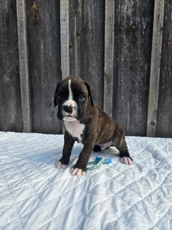 Max – Boxer puppy for sale in Preston, MD
