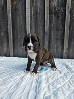 Max, a male Boxer for sale in Preston, MD – 1 of 7