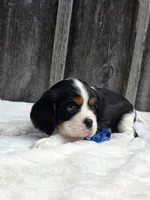Jasper, a male Cavalier King Charles Spaniel for sale in Preston, MD – 5 of 6