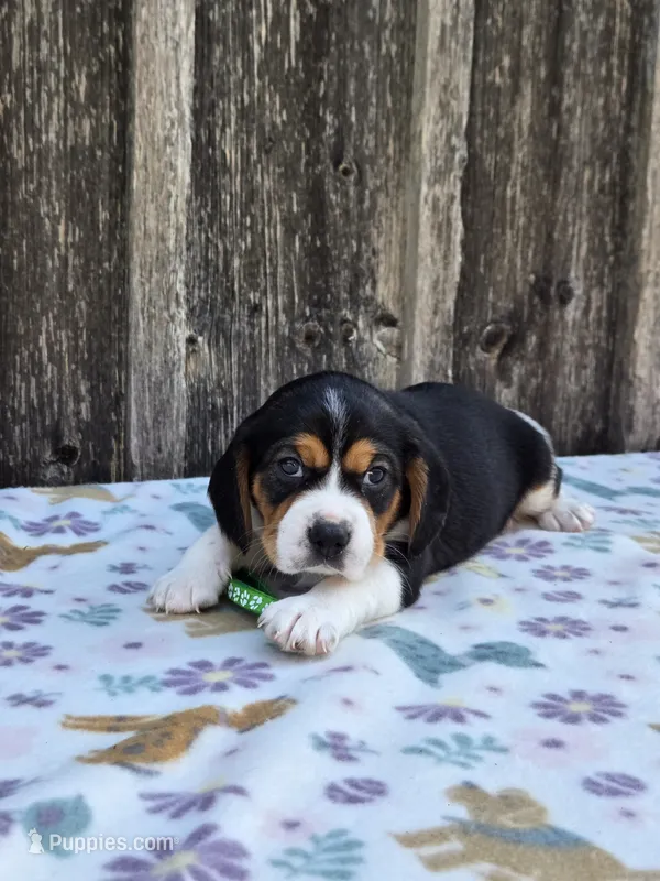 Chase – Beaglier puppy for sale in Preston, MD