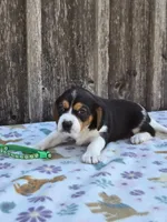 Chase, a male Beaglier for sale in Preston, MD – 2 of 7