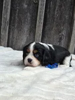 Jasper, a male Cavalier King Charles Spaniel for sale in Preston, MD – 4 of 6