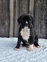 Nova, a female Boxer for sale in Preston, MD – 2 of 7