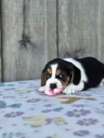 Lucy, a female Beaglier for sale in Preston, MD – 2 of 4