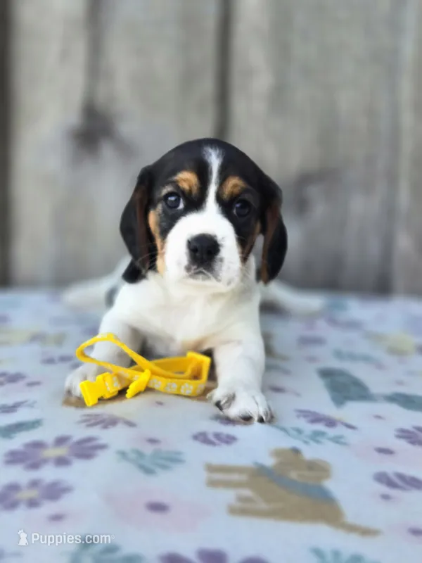 Sunny – Beaglier puppy for sale in Preston, MD