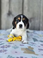 Sunny, a female Beaglier for sale in Preston, MD – 1 of 7