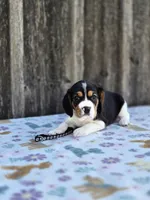 Duke, a male Beaglier for sale in Preston, MD – 5 of 6
