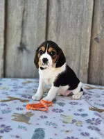 Poppy, a female Beaglier for sale in Preston, MD – 6 of 7