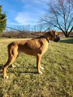 Zora, a female Boxer for sale in Preston, MD – 5 of 6